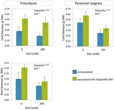 A Diaporthe Fungal Endophyte From a Wild Grass Improves Growth and Salinity Tolerance of Tritordeum and Perennial Ryegrass